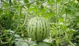 2023热门吃瓜事件,2023年度娱乐圈最热吃瓜事件大盘点