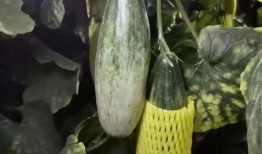 孩子吃羊角瓜好吗怎么吃