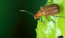 守瓜虫怎么吃,守瓜虫的独特食法揭秘