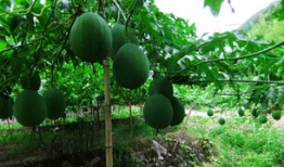 吊瓜可以吃,从田间到餐桌的绿色美味