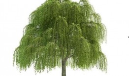 柳树边吃瓜,夏日时光的美好瞬间