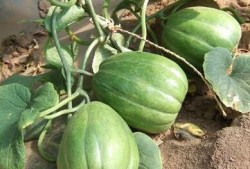 老瓜老了怎么吃,探索老瓜的多样美味烹饪方法