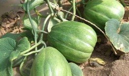 老瓜老了怎么吃,探索老瓜的多样美味烹饪方法