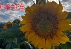 大漠吃瓜官网,揭秘沙漠中的美食奥秘