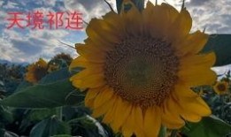 大漠吃瓜官网,揭秘沙漠中的美食奥秘