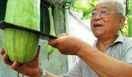 能砍着吃的瓜,能砍着吃的瓜，尽享田园美味