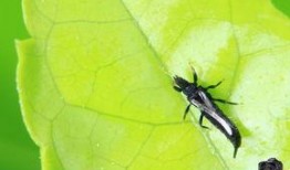 守瓜虫怎么吃,守瓜虫的独特食法揭秘