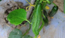 吃瓜有瓜德,探寻瓜界神秘力量