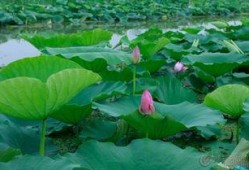 微山吃瓜视频,揭秘当地特色美食与风土人情