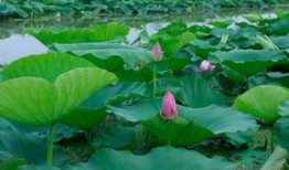 微山吃瓜视频,揭秘当地特色美食与风土人情