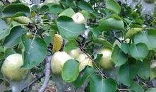 盛开吃瓜,探寻盛开吃瓜的夏日风情