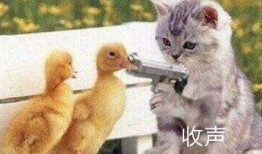 吃瓜姐妹鸟,揭秘鸟类社交圈的秘密生活