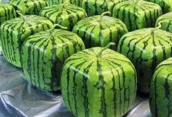 吃瓜有瓜德,探寻瓜界神秘力量