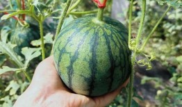 郯城吃瓜王,揭秘瓜界传奇人物