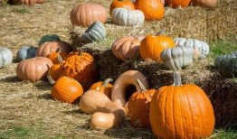 曹县的吃瓜,一场舌尖上的狂欢