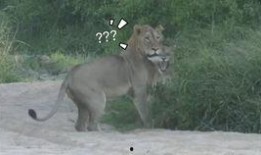 亚成年雄狮吃瓜,瓜果盛宴探秘