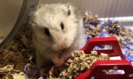 暴打小仙女吃瓜,一场吃瓜盛宴背后的真相揭秘