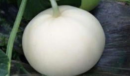 减脂吃梨瓜,美味与健康的完美结合